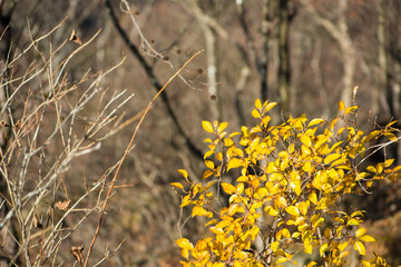 Yellow leaves in autumm season