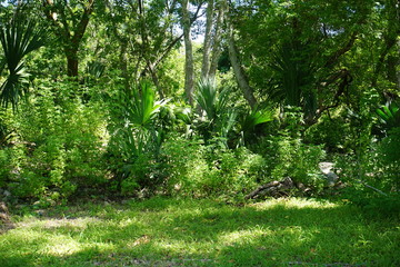 Green area, tropical plants