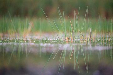 Green Aquatic Grass and Reflection
