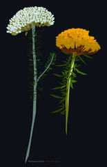 Metalasia Muricata and Metalasia Aurea
