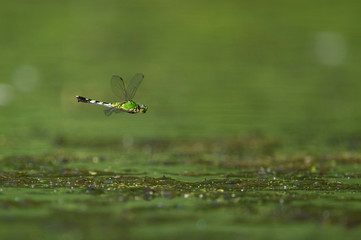 Green Hovering Dragonfly