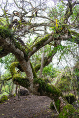 Fototapeta na wymiar Floreana Island - Galapagos