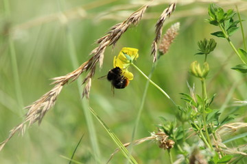 A bug in close up in SOuth of France