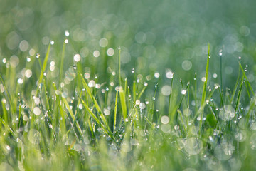 Bright green grass with drops of dew, beautiful bokeh