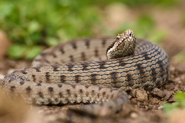 Asp viper, Vipera aspis in nature.
