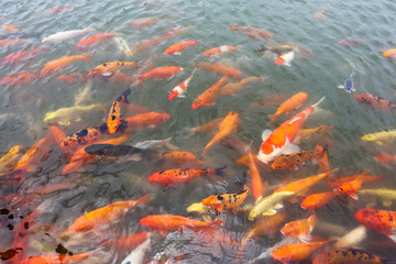 Obraz na płótnie Canvas a lot of fish ( Koi ) in the pond