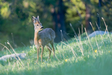 The European roe deer (Capreolus capreolus)