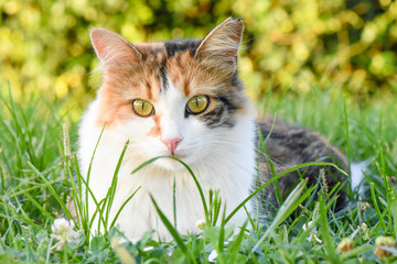 Naklejka na ściany i meble Beautiful cat with green eyes sitting on grass