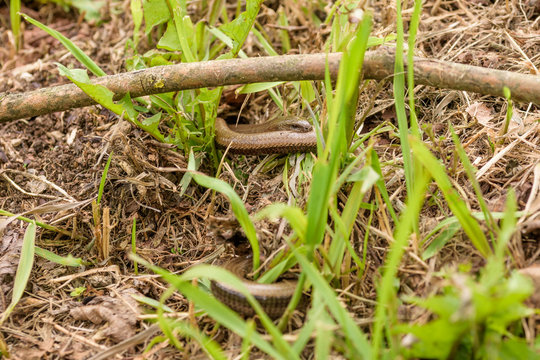 two slow worms in reproduction