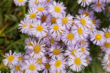 nature background purple daisies closeup