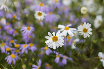 natural background of wild white and blue daisies close up