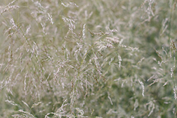natural background of field plants close-up