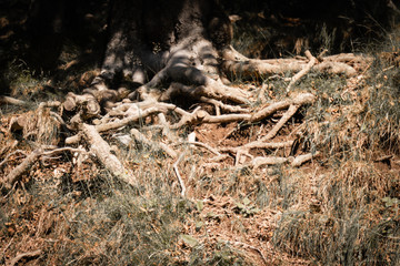 close up of tree roots in forest