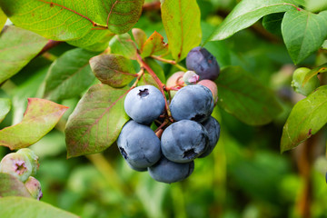 Bush of a ripe bilberry in the summer, closeup