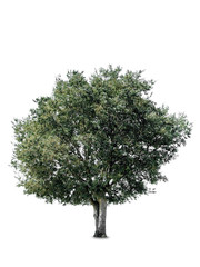 Fototapeta na wymiar tree on a white background