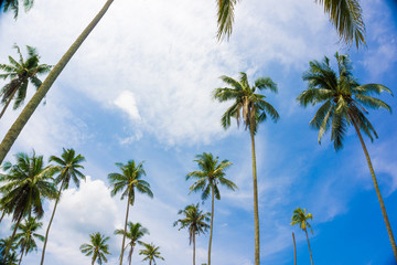 Fototapeta premium Coconut palm tree ant view to sky sea beach