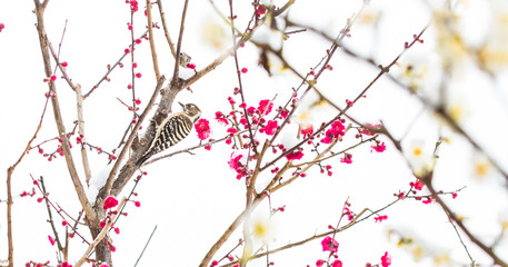 紅白梅鳥