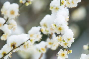 白梅雪