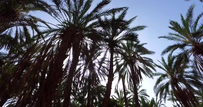 Green Jungle Trees and Palms Against Blue Sky and Shining Sun. Travel Vacation Nature Concept. Look Up View in Tropical Forest Background. 4K   Steadycam Footage. 