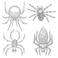 Set of spiders close up, big scary spiders isolated, poisonous insect , arachnophobia background, drawing tattoo design. Drawn witchcraft, voodoo magic attribute. Illustration for Halloween. Vector.