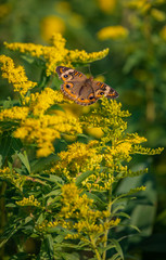 Butterfly on flowers