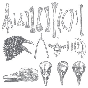 Set of bird skeleton bones and skulls for magic cult , wishbone, arm, wing, leg, spine ring, rib, claw, nail. Hand drawing. Witch and warlock sketch magician collection. Raven, crow head. Vector.