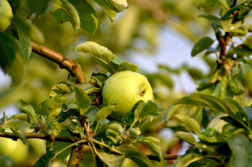 Close up ripe apple on a branch of the tree,photo