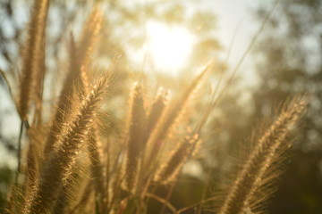 field of wheat