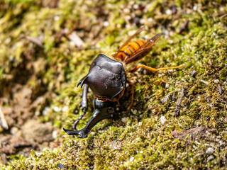 Japanese yellow hornet eating a rhinoceros beetle 9