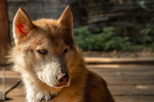 Portrait Of A Red Haired Husky Sitting And Looking To The Side
