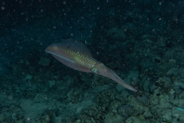 Fototapeta premium Squid in the Red Sea Colorful and beautiful, Eilat Israel