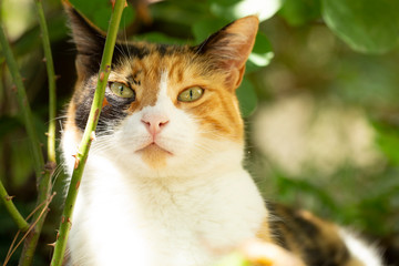 cat portrait smile cat beauty at tree natural leaf