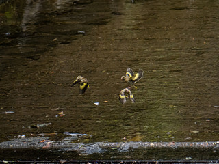 Oriental, or grey-capped, greenfinches in a shallow river 1