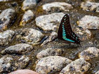 Graphium sarpedon bluebottle butterfly in river bed 2