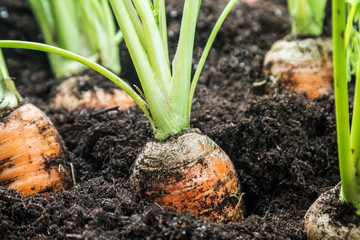 harvest ripe carrots growing in the ground in the garden