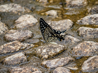 xuthus swallowtail butterfly in shallow riverbed 2