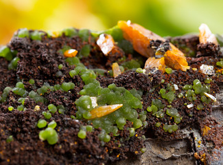 wulfenite  mineral specimen stone rock gem quartz crystal