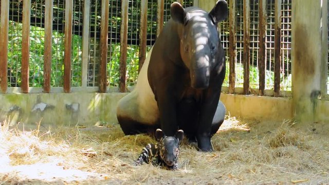Juvenile tapir, still with a point, well taken care of its mother.