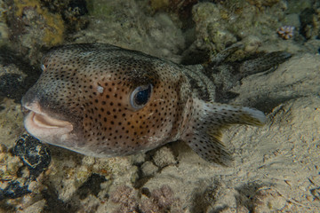 Fish swim in the Red Sea, colorful fish, Eilat Israel