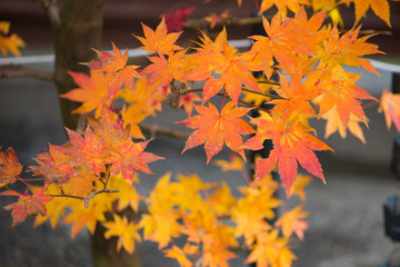 Yellow color maple leaves  in autumm season