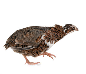 Japanese quail in studio