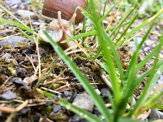 grass in the garden