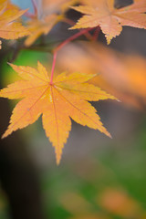 Yellow color maple leaves  in autumm season