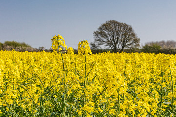 Rapeseed field in spring © nigelfrench
