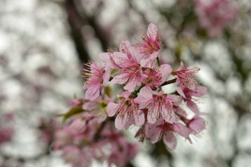 pink flower