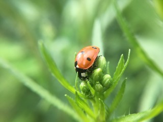 ladybug on leaf