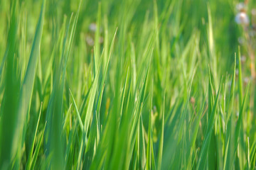 Fototapeta na wymiar grass in the field