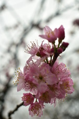 blooming cherry tree in spring
