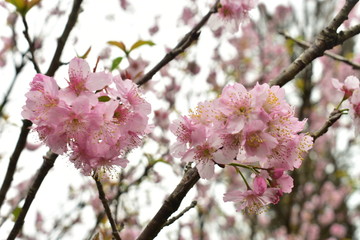 cherry blossom in spring