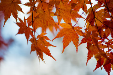 Red maple leaves in autumm season